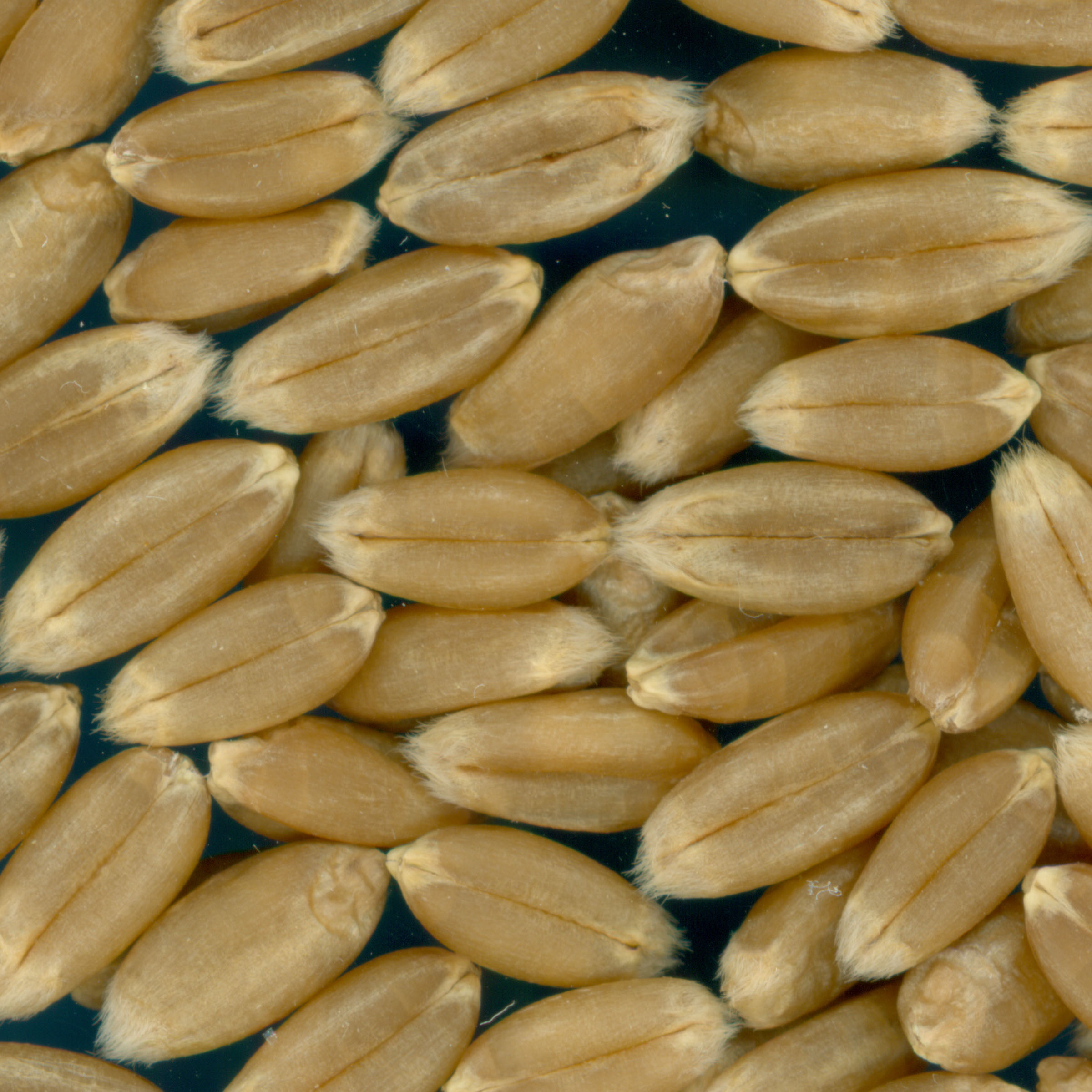 Click for 3 image(s) for this accession. KERNELS